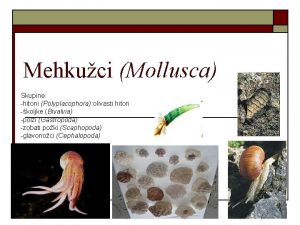 Mehkuci Mollusca Skupine hitoni Polyplacophora olivasti hiton koljke