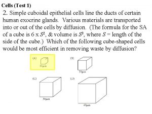 Cells Test 1 2 Simple cuboidal epithelial cells