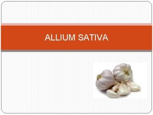 ALLIUM SATIVA DESCRIPTION Allium sativum commonly known as