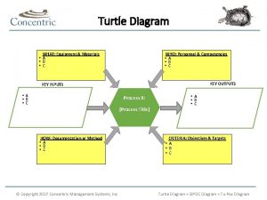 Sea turtle diagram