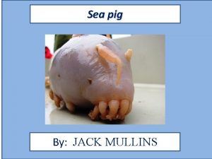 Sea pig weight