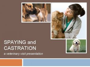 SPAYING and CASTRATION a veterinary visit presentation What