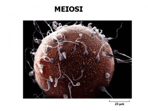 Cosa fa la meiosi