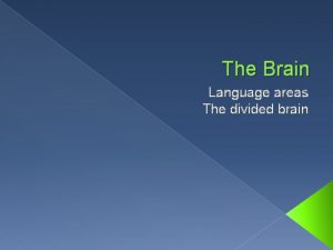 The Brain Language areas The divided brain Language