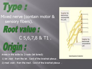 Mixed nerve contain motor sensory fibers C 5