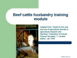 Beef cattle husbandry training module Adapted from Guide