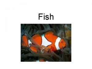 Fish Classification Kingdom Animalia Phylum Chordata Sub Phylum