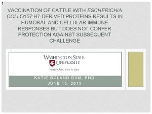 1 VACCINATION OF CATTLE WITH ESCHERICHIA COLI O