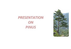 Introduction of pinus