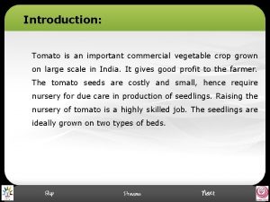 Introduction of tomato