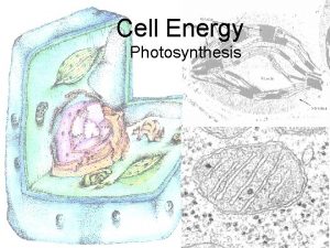 Cell Energy Photosynthesis Photosynthesis Capturing and Converting Energy