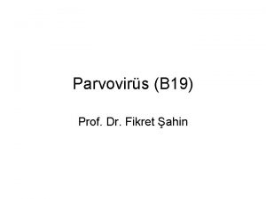Parvovirs B 19 Prof Dr Fikret ahin Parvovirus