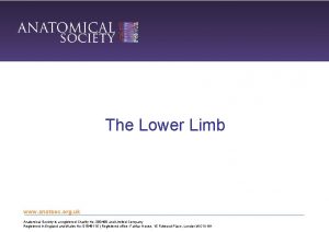 The Lower Limb www anatsoc org uk Anatomical