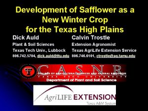 Development of Safflower as a New Winter Crop
