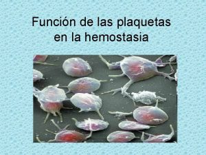 Funcin de las plaquetas en la hemostasia Plaquetas