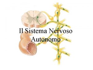 Catena gangliare paravertebrale
