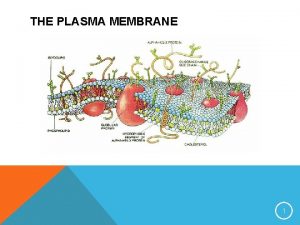 THE PLASMA MEMBRANE 1 CELL MEMBRANES The cell