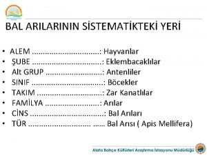 BAL ARILARININ SSTEMATKTEK YER ALEM Hayvanlar UBE Eklembacakllar