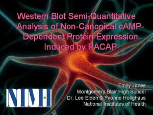 Western Blot SemiQuantitative Analysis of NonCanonical c AMPDependent