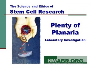 Planaria phylum