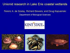 Unionid research in Lake Erie coastal wetlands Ferenc