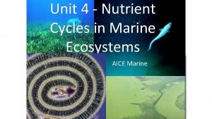 Unit 4 Nutrient Cycles in Marine Ecosystems AICE