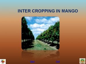 Intercropping in mango