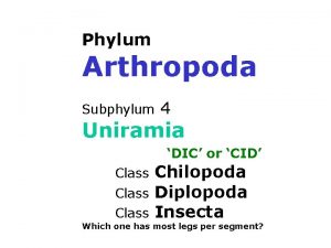 Subphylum uniramia