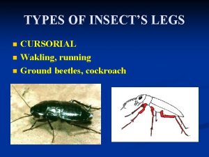 Cursorial legs of cockroach