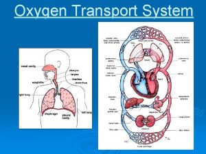 Oxygen Transport System What is the Oxygen Transport