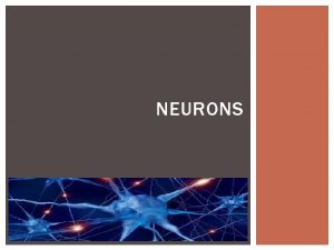 Neuron label quiz