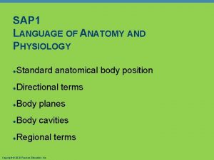 Sap anatomy
