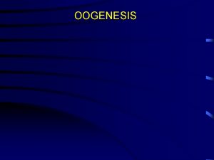 OOGENESIS Primary oocyte Primary spermatocyte Meiosis I Secondary