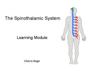 Spinothalamic pathway