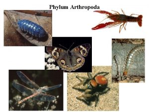 Phylum Arthropoda Phylum Arthropoda Several million species Hard