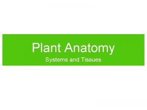 Plant ground tissue Plant ground tissue