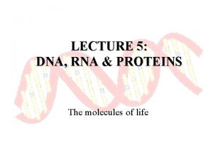 LECTURE 5 DNA RNA PROTEINS The molecules of
