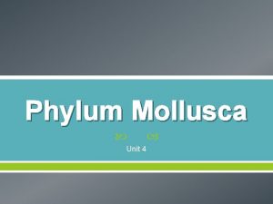 Phylum Mollusca Unit 4 Mollusk Introduction Phylum Mollusca