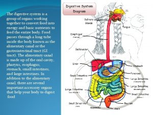 The digestive system is a group of organs