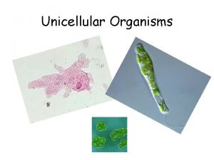 Unicellular Organisms Most living organisms are composed of