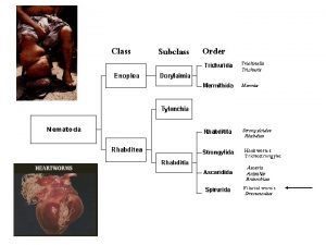 Filaroidea Filarial Nematodes Tissue dwelling parasites All species