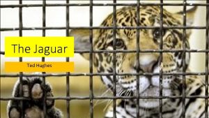 Jaguar ted hughes summary