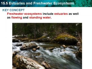 What are estuaries