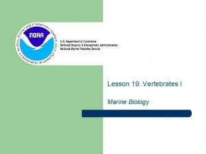 Lesson 19 Vertebrates I Marine Biology Vertebrates Animals