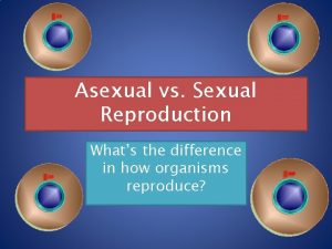 Whats asexual reproduction