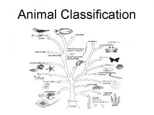 Animal Classification THE ANIMAL KINGDOM BASIC CHARACTERISTICS OF
