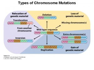 Types of Chromosome Mutations Mammalian X Chromosome Inactivation