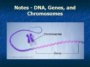 Genes chromosomes and dna