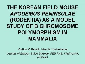 THE KOREAN FIELD MOUSE APODEMUS PENINSULAE RODENTIA AS