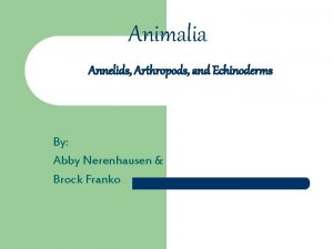 Animalia Annelids Arthropods and Echinoderms By Abby Nerenhausen